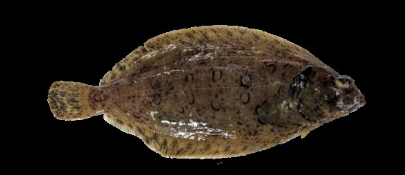 Photo: Dover Sole.