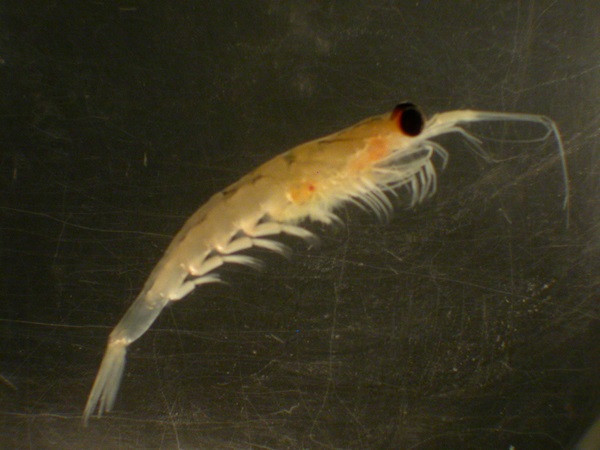 Euphausia pacifica. Photo credit: DFO.