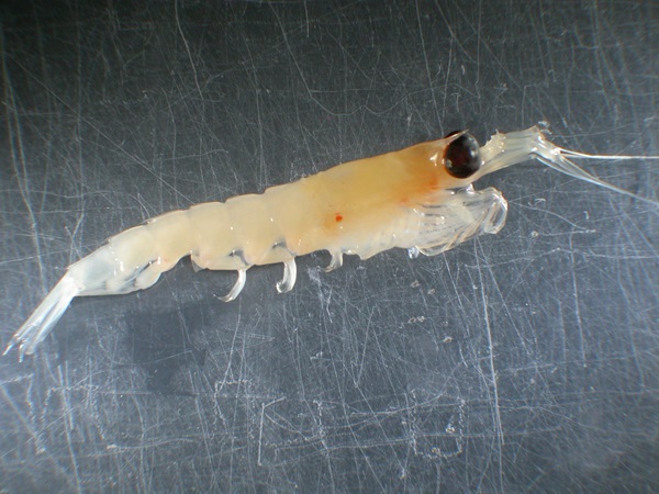 Male Thysanoessa spinifera. Photo credit: DFO.
