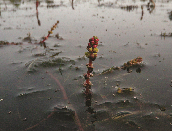 Épi émergé de petites fleurs du myriophylle à épis.