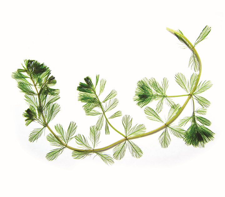 Tige de myriophylle à épis.