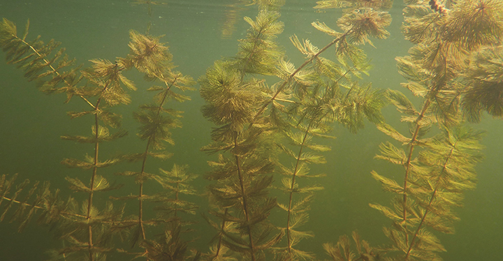 Plants de myriophylle à épis submergés.