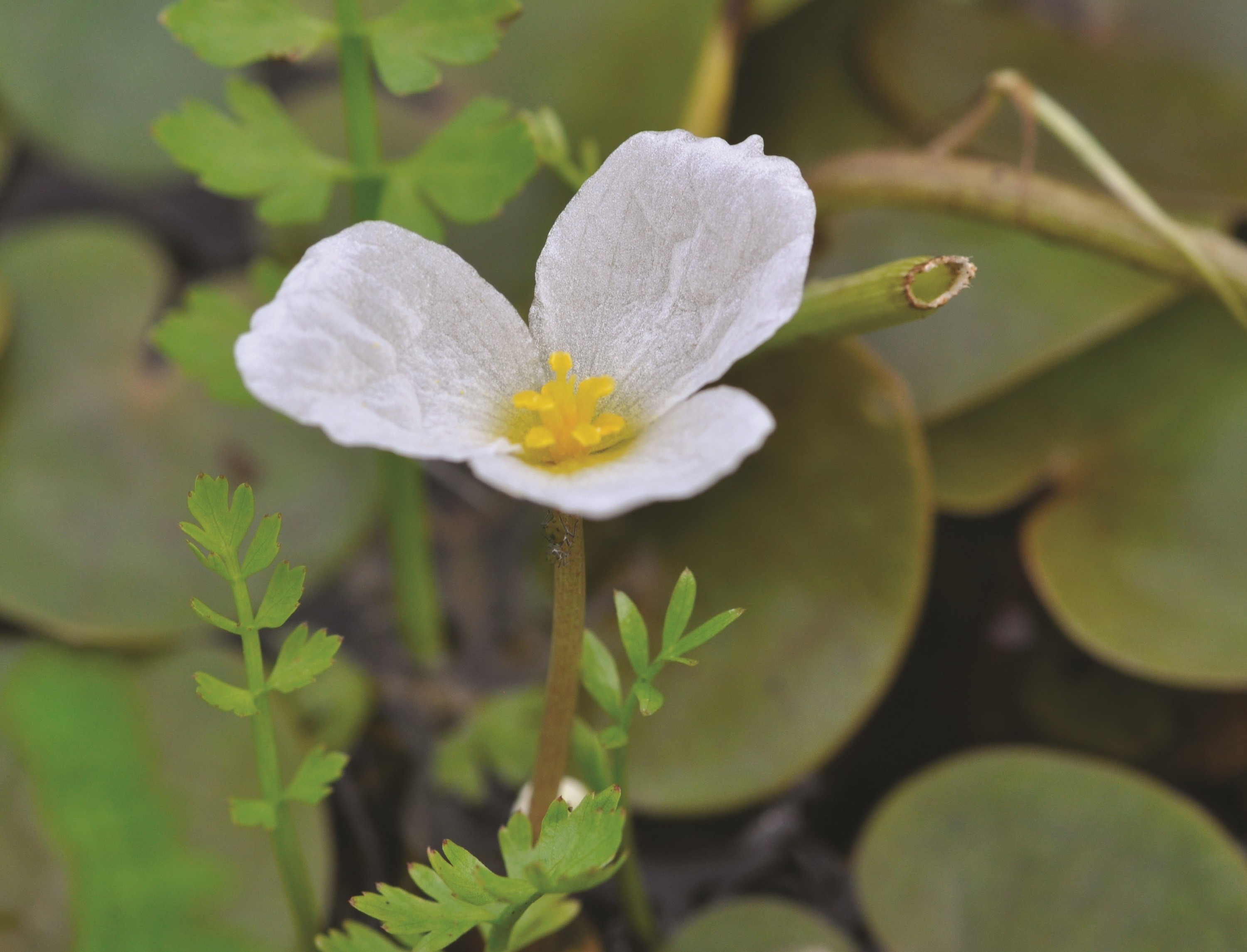 European Frog-Bit plant showing white flower.