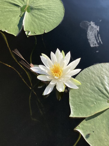 White flower of Fragrant Water-Lily.