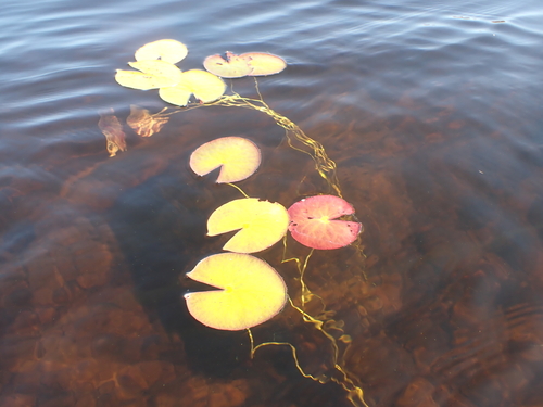 Leaves of the Fragrant Water-Lily.