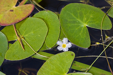 Five-petalled white flower of the Little Floating-Heart.