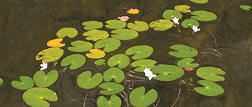 Floating leaves and flowers of the Little Floating-Heart.