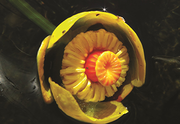 Yellow ball-shaped flowers of the Yellow Pond-Lily.