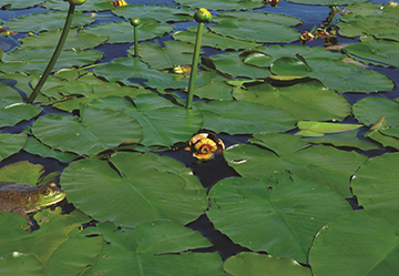 Carpet of the Yellow Pond-Lily.