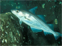 Figure 2 - Haddock