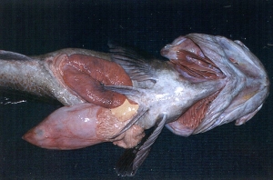 photo: lingcod dissected with rockfish in stomach (photo: S. Sviatko)