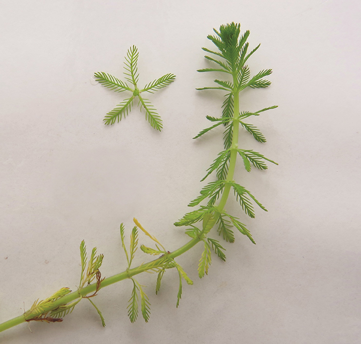 Tige et couronne de feuilles du Myriophylle aquatique.