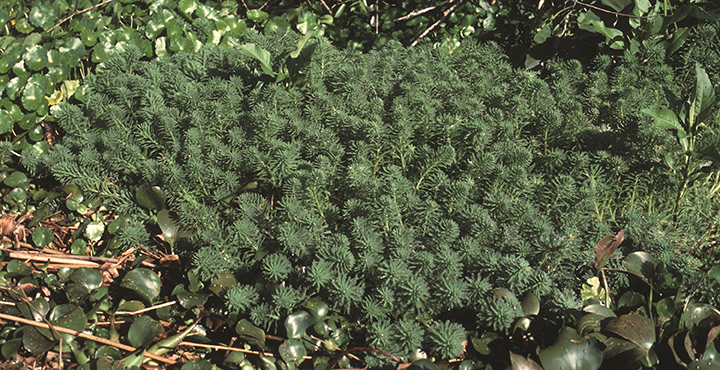 Plants de myriophylle aquatique à la surface d'un plan d'eau.