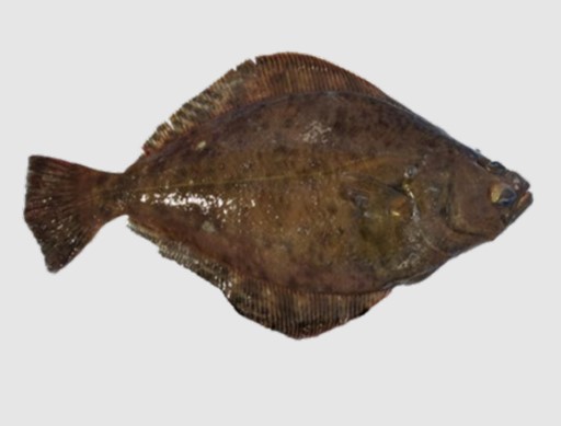Adult Petrale Sole. Source: Jillian Dunic (DFO)