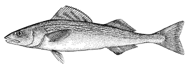 drawing: sablefish