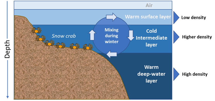 Diagram of the cold intermediate layer habitat used by Snow Crab in relation to coast and continental shelves.