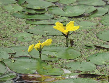 Flowers and leaves of the Yellow Floating-Heart.