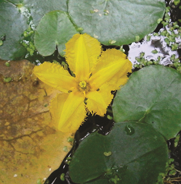 Yellow Floating-Heart flower.