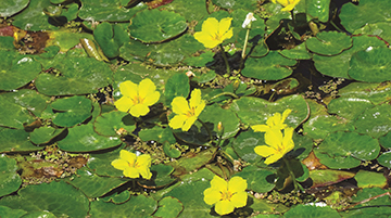 Yellow Floating-Heart plants in bloom.