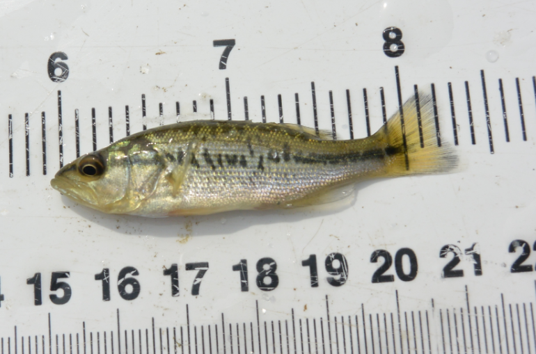 Juvenile (young) Largemouth Bass