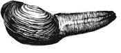 Illustration of a geoduck
