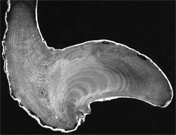 Photo: Cross-section of geoduck shell showing annual growth rings.