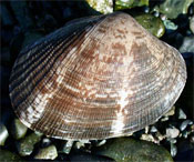 Photo: manila clam. Photo: Graham Gillespie.