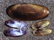 Photo : Coquilles de couteaux. Photo Rick Harbo.