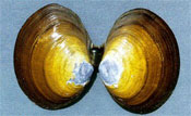 Photo: Open Varnish clam. Photo Graham Gillespie