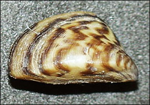 Zebra Mussel