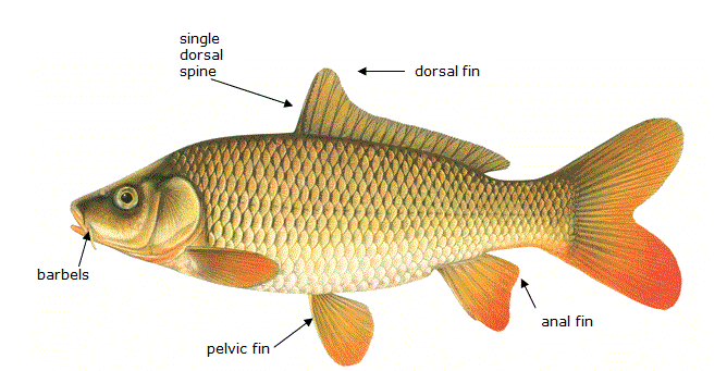 An illustration of Common Carp, which is not a species of Asian carp. The locations of the long dorsal, anal and pelvic fins, the presence of a single dorsal fin and the presence of barbels, are indicated on the illustration. Illustration by © Joseph R. Tomelleri
