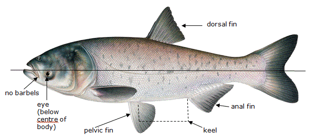 Asian Carp Canada on X: Can you distinguish between Grass Carp and Common  Carp? Learn to tell the difference between invasive Asian carps and species  they are commonly confused with by visiting