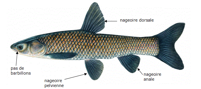 Illustration de la carpe noire (<em>Mylopharyngodon piceus</em>), une espèce de carpe asiatique. Les emplacements des yeux, des nageoires dorsales, anales et pelviennes, la ligne courbe sur le flanc, entre les branchies et la queue, ainsi que l'absence de barbillons, sont indiqués sur l'illustration. Illustration par © Joseph R. Tomelleri