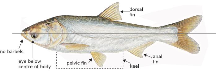 An illustration of Silver Carp, a species of Asian carp. The locations of the dorsal, anal and pelvic fins, its curved lateral line from gill to tail, as well as its lack of barbels are indicated on the illustration. Illustration by © Joseph R. Tomelleri