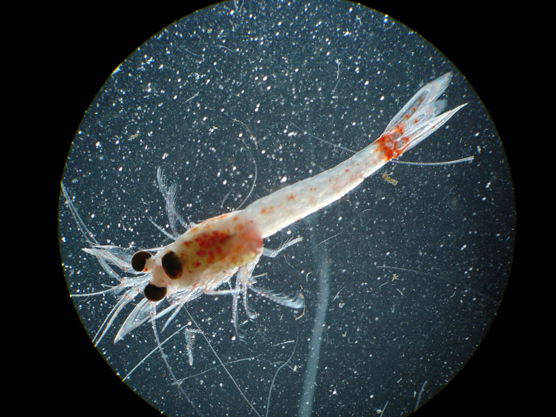 Crevette rouge sang. Copyright Steven Pothoven, NOAA-GLERL.