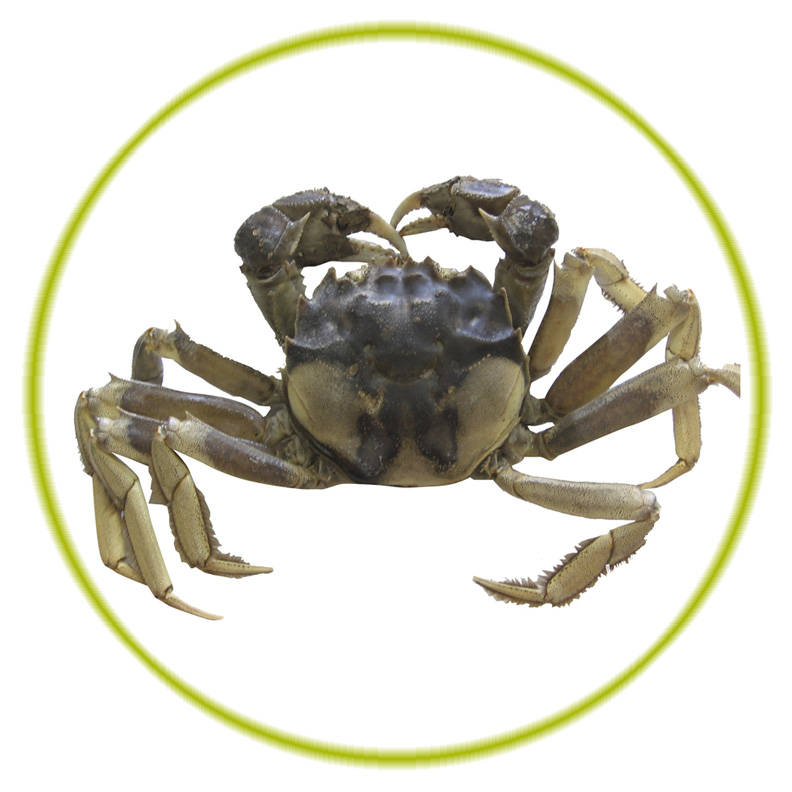 The Chinese mitten crab