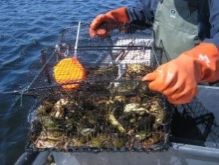 Fukui trap full of European Green Crab