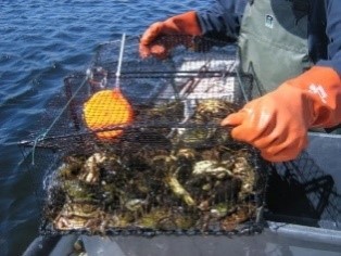 European Green Crab