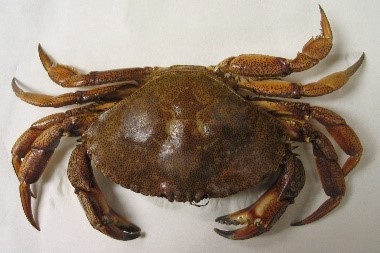 Crabe commun