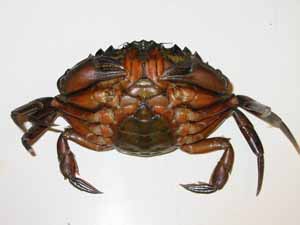 Crabe vert femelle