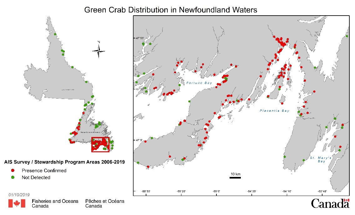 Green Crab Distribution in Newfoundland Waters.
