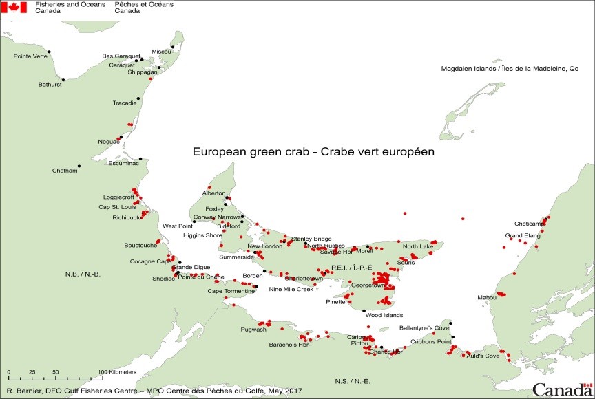 Distribution du crabe vert dans les eaux du golfe du Saint-Laurent.