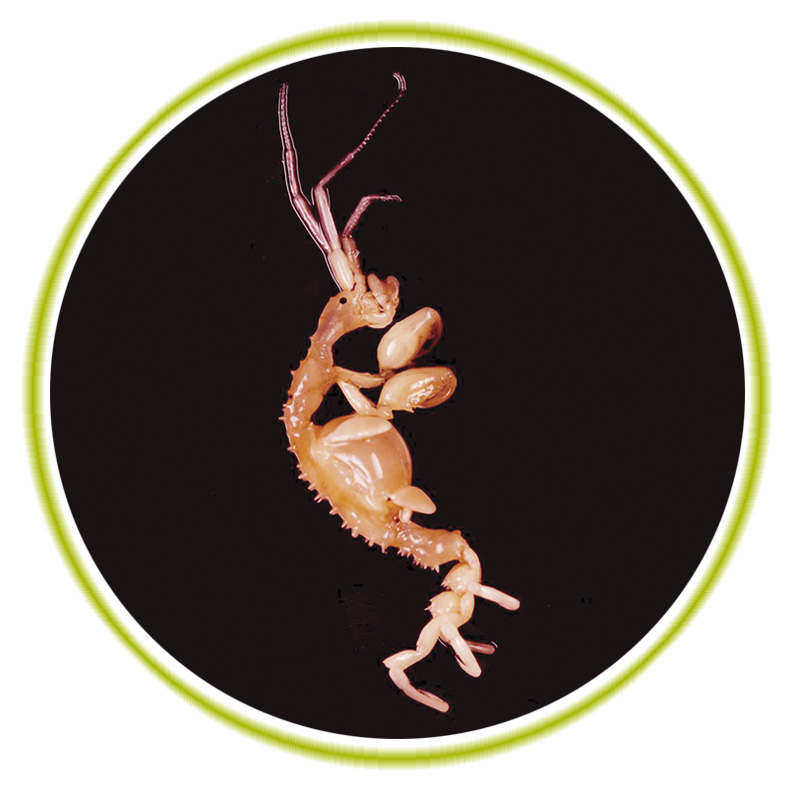 Japanese Skeleton Shrimp