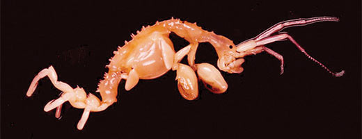 La Caprelle est un crustacé amphipode (comme les puces de mer) originaire de l'est de l'Asie.