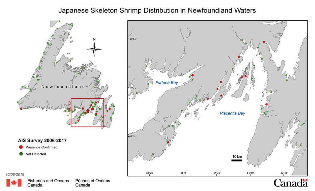 Japanese Skeleton Shrimp Distribution in Newfoundland Waters.