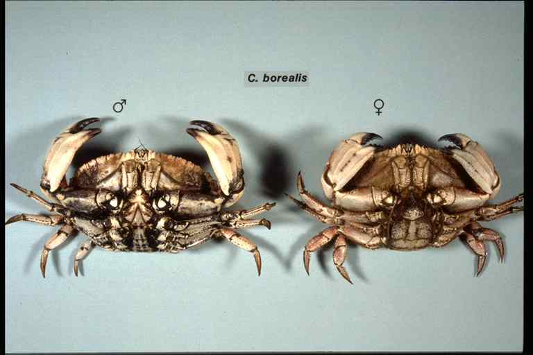 Figure 2 - Comparison of the undersides of male and female Jonah crabs.