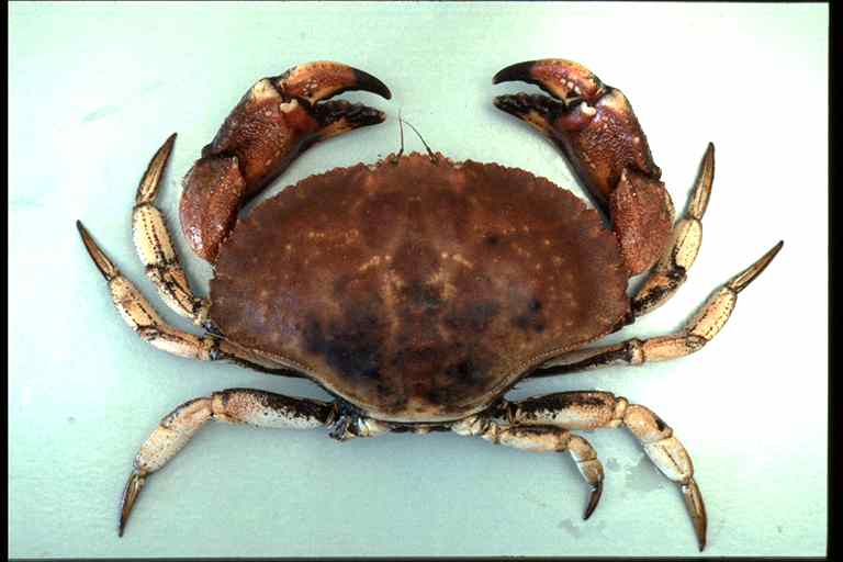 Figure 3 - Vue de dessus d'un crabe nordique