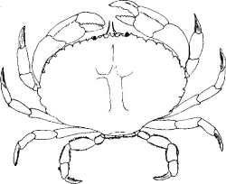 Crabe nordique