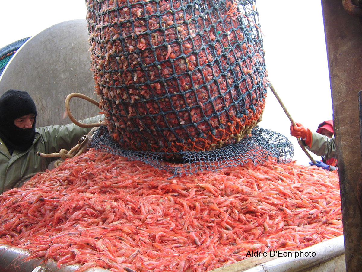 Figure 3 - A shrimp catch being emptied onto a boat.