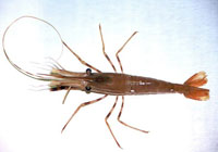 Photo: Top view of a prawn (Photo: Steve Sviatko)